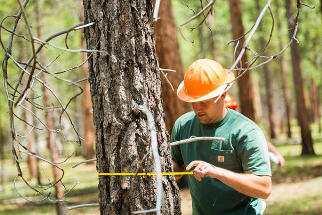 Why To Choose A Good Forestry Consultant?