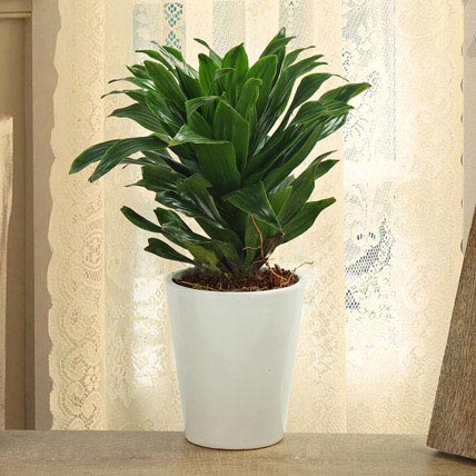 How To Clean Up The Indoor Air With Household Plants?