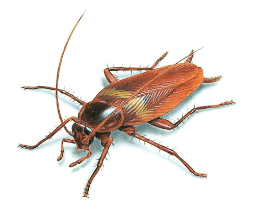 Are Cockroaches Running Amok In Your House